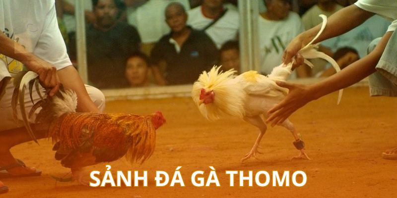 Sân chơi chọi gà Thomo đẳng cấp khu vực