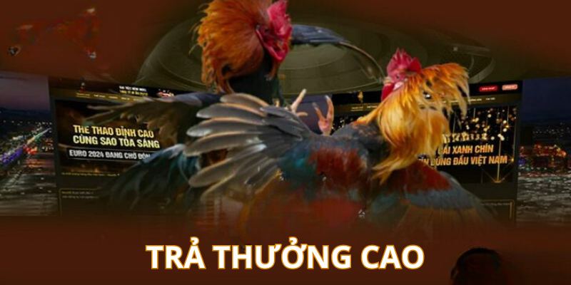 Sảnh gà đá có tỷ lệ thưởng hấp dẫn nhất thị trường